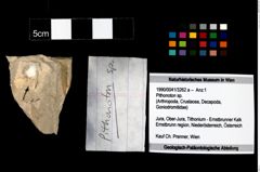 Foto (Objekt + Etikett) von Pithonoton sp.  (NHMW-GEO-1990-0041-3262a)
